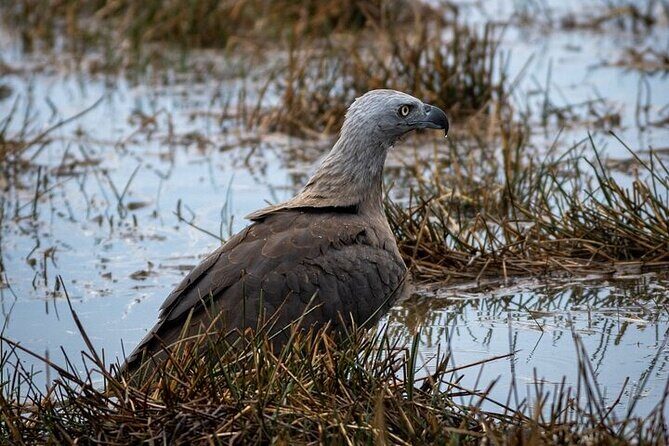 Sri Lanka Yala Wildlife Safari Tours - Key Points
