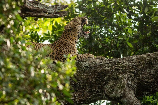 Sri Lanka Yala Wildlife Safari Tours - The Sum Up: Who Should Book This Safari?