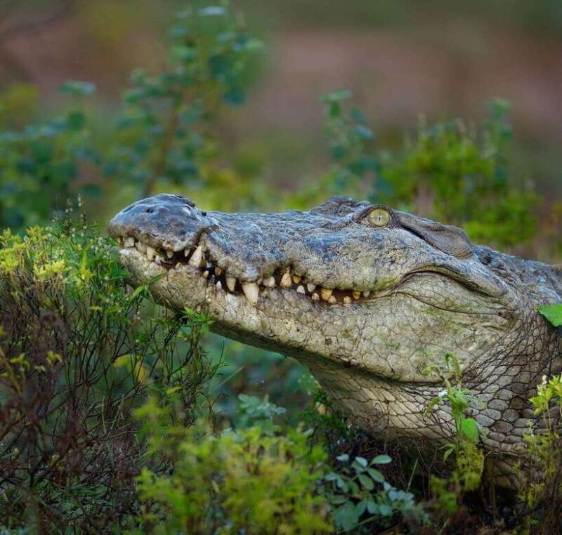 Srilanka : 4-Day Tour with Accommodation and Transport - Key Points