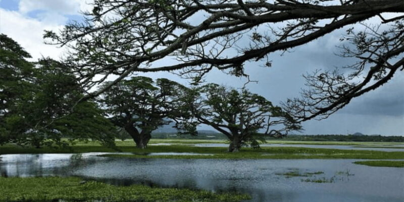 SriLankan Village Delight: Fish,Cook,Savor Lunch Experience - Key Points