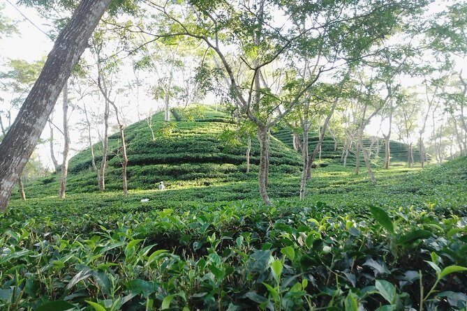 Srimangal nature tour in forest and tea garden - Exploring Bangladesh’s Green Heart: Srimangal Nature Tour in Forest and Tea Gardens