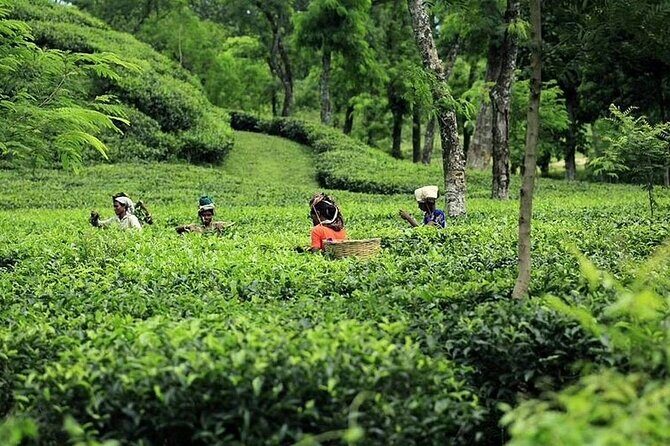 Srimangal Overnight Private Tour from Dhaka - The Journey Begins: From Dhaka to Srimangal