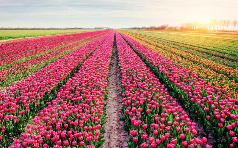 SRINAGAR THE TREASURE OF GARDENS - Key Points