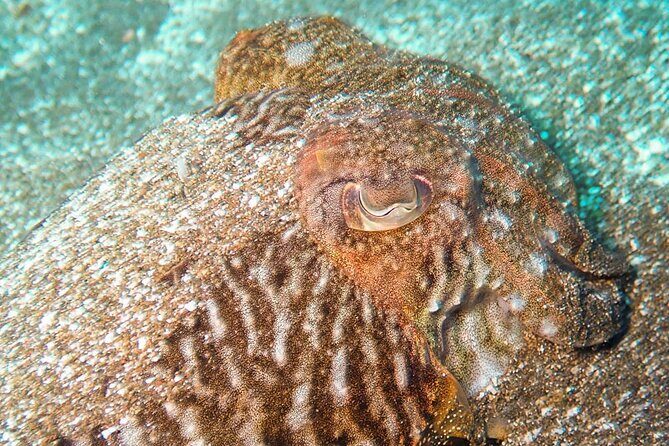 SSI basic diver In Tenerife - 2 Dives - Why This Experience Stands Out