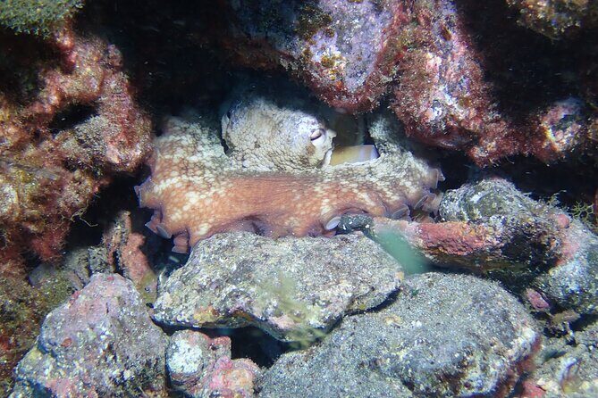 SSI basic diver In Tenerife - 2 Dives - Authentic Experiences & Real Reviews
