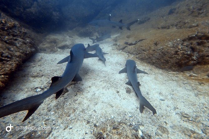 SSI Open Water Diver Course - Why Choose the SSI Open Water Diver Course?