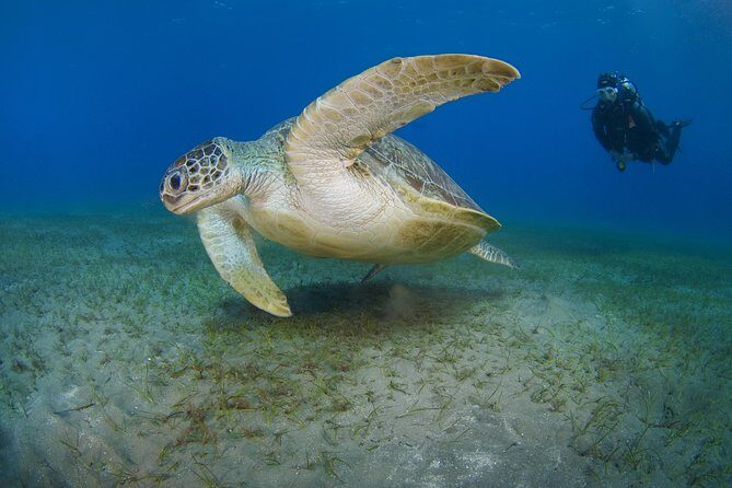 SSI Open Water Diver Course in Tenerife - Discover Tenerife’s Underwater World with the SSI Open Water Diver Course