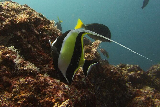 SSI Open Water Diving Course in Costa Rica 3 days - The Sum Up