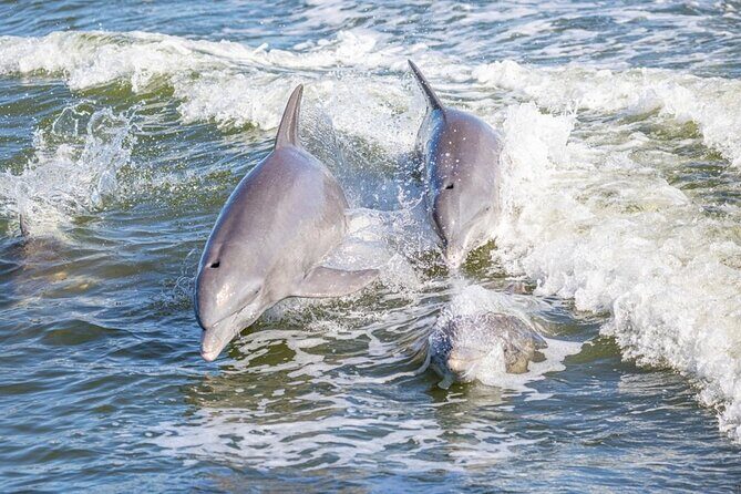 St. Andrews State Park Sunset Cruise - Final Thoughts: Who Should Consider This Cruise?