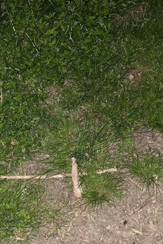 St. Augustine: Devil's Hour Paranormal Investigation Tour - The Sum Up