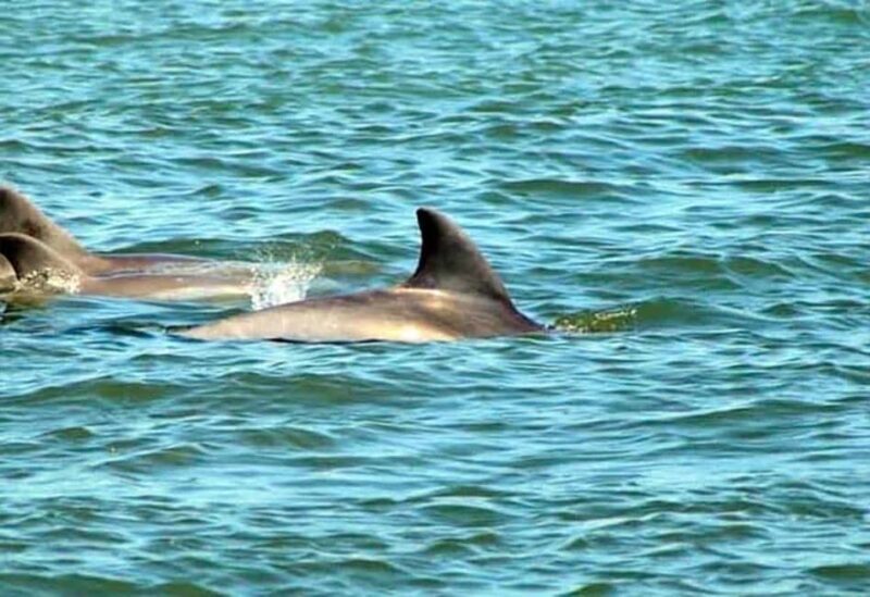 St. Augustine: Dolphin and Wildlife Historical Boat Tour - The Guides and Their Role