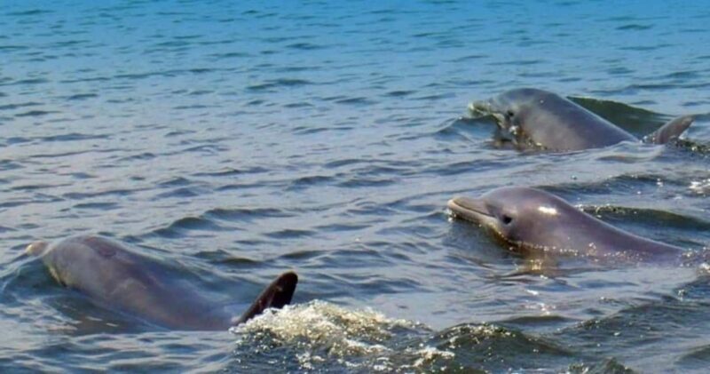St. Augustine: Dolphin and Wildlife Historical Boat Tour - Who Will Love This Tour?