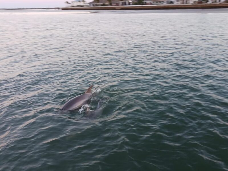 St. Augustine: Dolphin Tails & History Cruise - FAQ