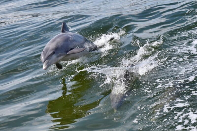 St. Augustine: Dolphin Watching Harbor Tour with Drinks - A Detailed Look at the St. Augustine Dolphin Harbor Tour