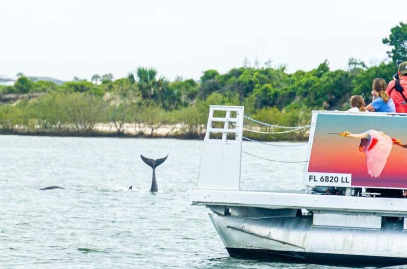St. Augustine: Expert-Led Dolphin & Wildlife Eco Adventure - An In-Depth Look at the St. Augustine Eco-Adventure