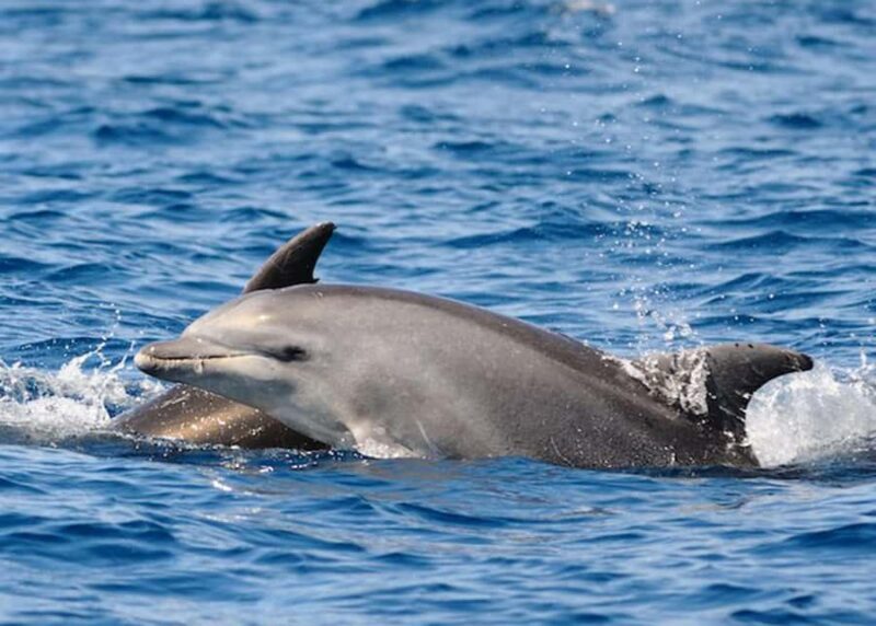 St. Augustine, FL: Dolphin Odyssey/Sightseeing Tour - A Detailed Look at the Experience