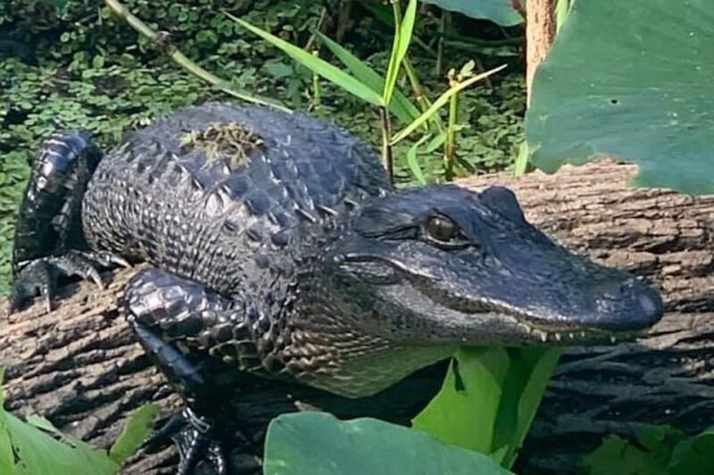 St. Augustine: St. Johns River Airboat Safari with a Guide - Why You Should Consider This Tour
