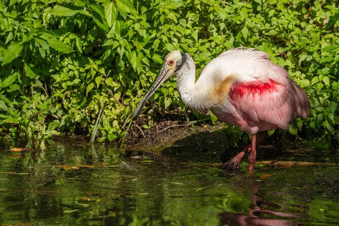 St. Augustine Wildlife Adventure: Boat Cruise & Kayak Eco Tour - The Sum Up
