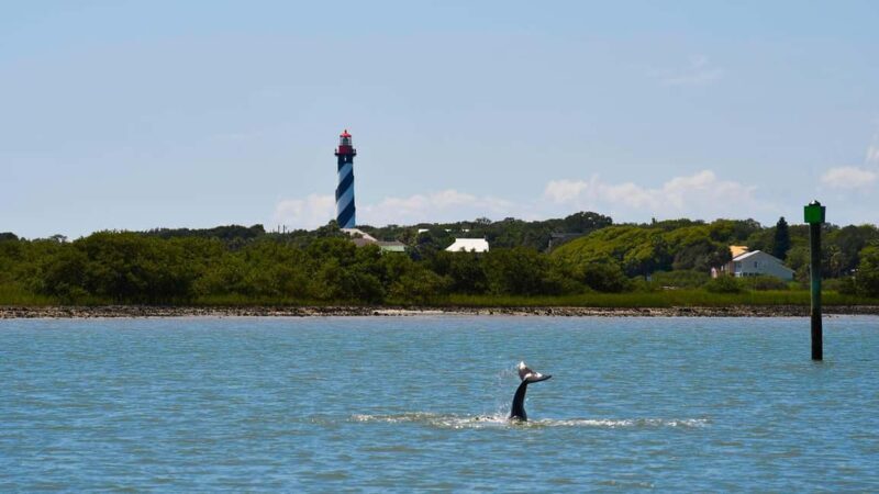 St. Augustine Wildlife Adventure: Boat Cruise & Kayak Tour - Final Thoughts