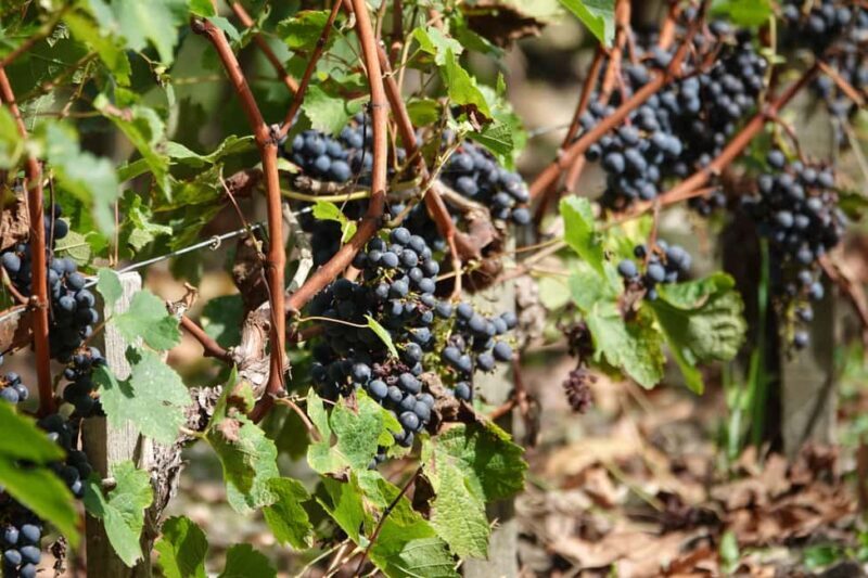 St. Emilion: Half Day E-Bike & Wine Tour with Wine & Cheese - Gourmet Picnic in the Vines