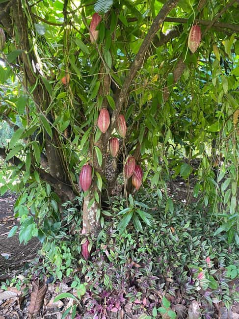 St. George's: Half-day spice and waterfall tour - Key Points