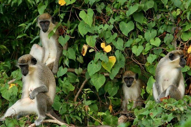 St Kitts Rainforest Tour - Key Points