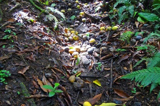 St Kitts Rainforest Tour - Detailed Review of the St Kitts Rainforest Tour