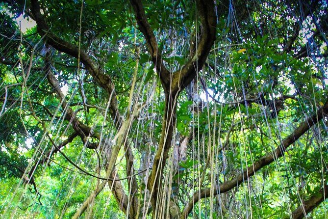 St. Kitts Rainforest Tour - Key Points