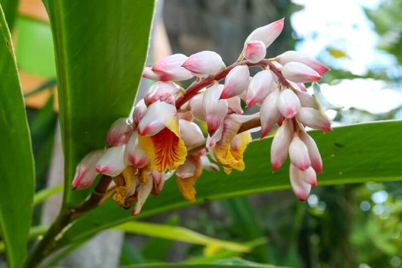 St. Kitts: Top Sights Guided Van or Open-Air Safari Tour - Final Thoughts: Is This Tour Worth It?