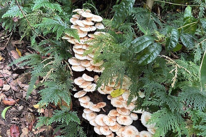 St.Kitts Volcano Hike To Mt. Liamuiga (Highest Peak On Island) - What the Reviews Say