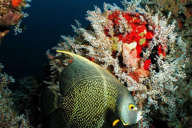 St Lucia Certified Scuba Diving Tour - A Closer Look at the St. Lucia Certified Scuba Diving Tour