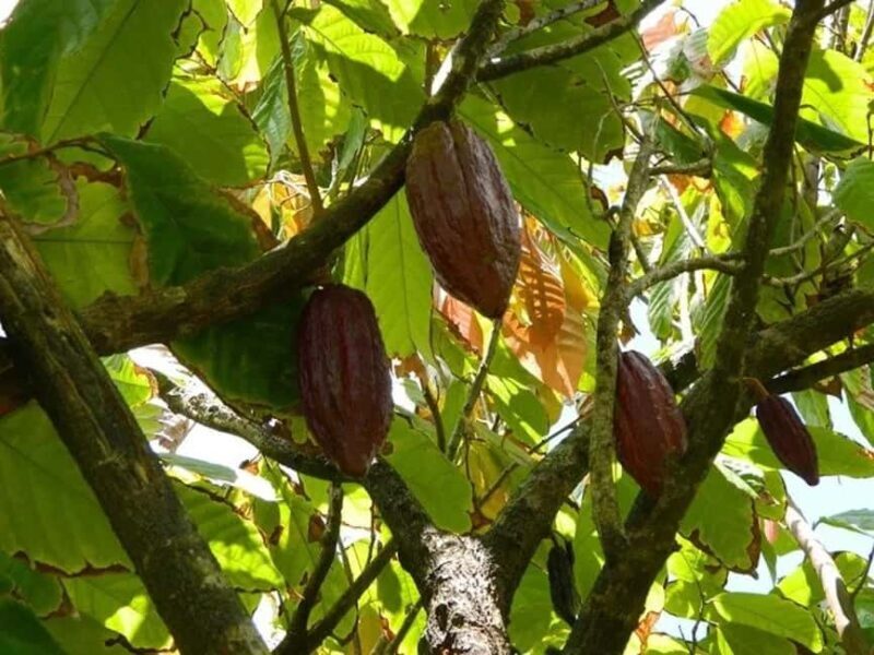 St. Lucia: Drive-in Volcano, Waterfall and Garden Day Trip - Frequently Asked Questions