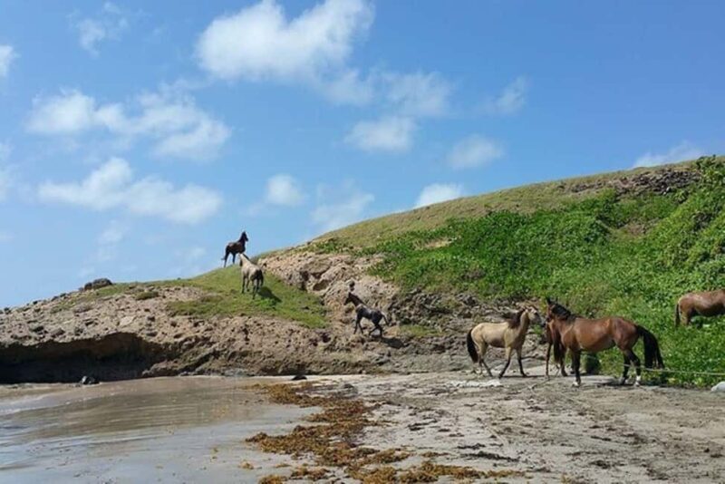 St. Lucia: Horseback Riding Adventure - Why This Tour Offers Good Value