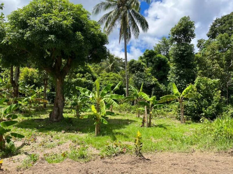 St. Lucia: Land and Sea All Inclusive Tour - Final Thoughts