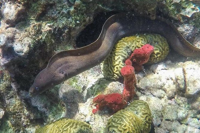 St Lucia Land Taxi to Snorkel at Anse Chastanet Beach - Who Should Consider This Tour?