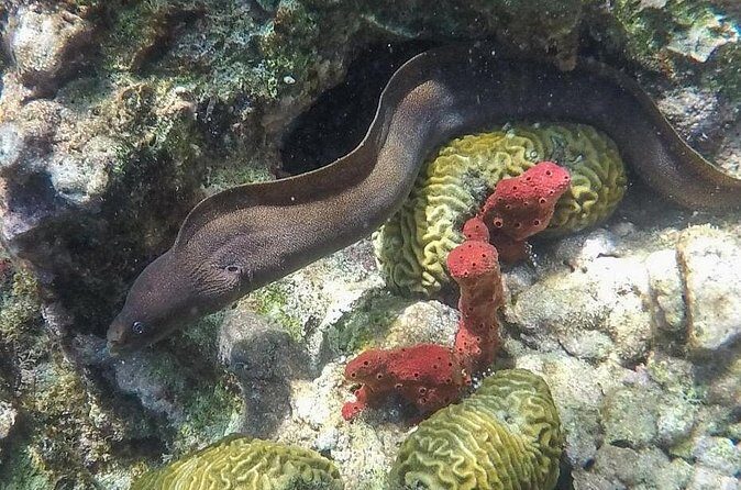 St Lucia Land Taxi to Snorkel at Anse Chastanet Beach - Frequently Asked Questions