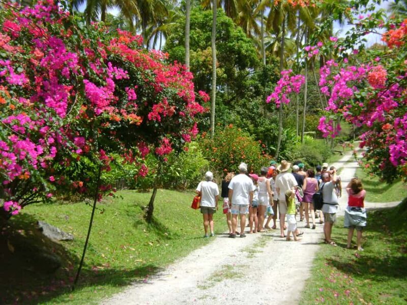 St Lucia: Sapphire Falls Hike with Cruise and Creole Lunch - Exploring Saint Lucia with the Sapphire Falls Hike, Cruise, and Creole Lunch Tour