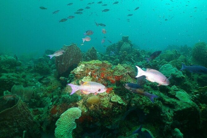 St Lucia Snorkeling Tour with Lunch - Final Thoughts on Value and Experience