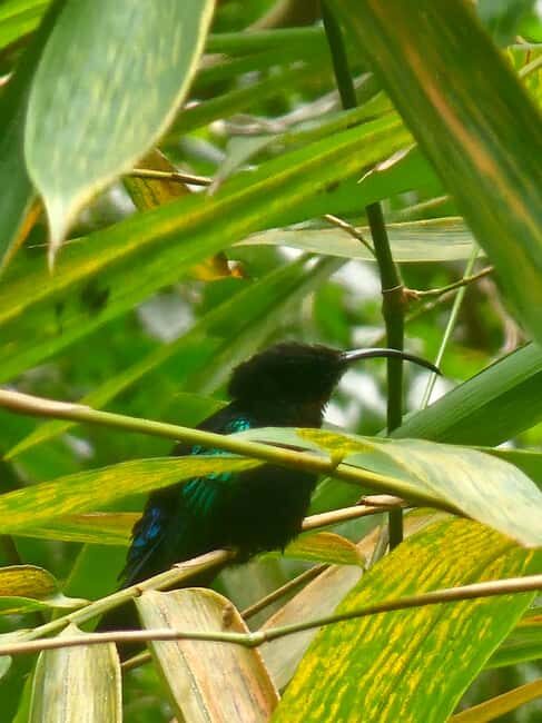 St. Lucia: Zipline Adventure Cruise Port and Hotel Pickup - Pricing and Value