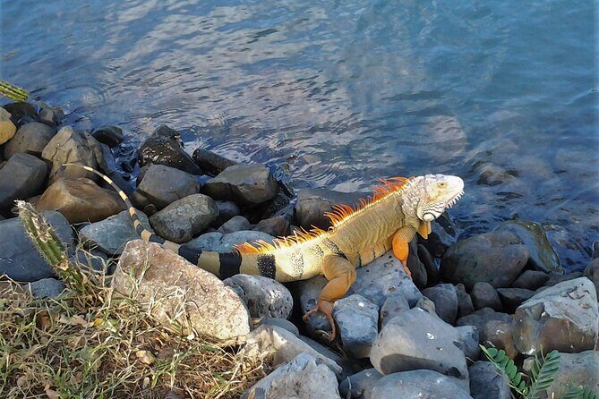 St.Maarten St.Martin Best Prime Tour - A Deep Dive into the St. Maarten Best Prime Tour