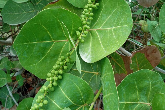 St. Martin or St. Maarten: Nature Hike Secret Beach Tour - A Detailed Look at the Experience