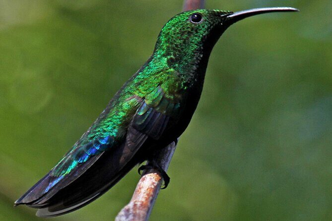 St.Martin - St.Maarten: Small Group, Birding Tour / Bird Watching Tour - FAQs