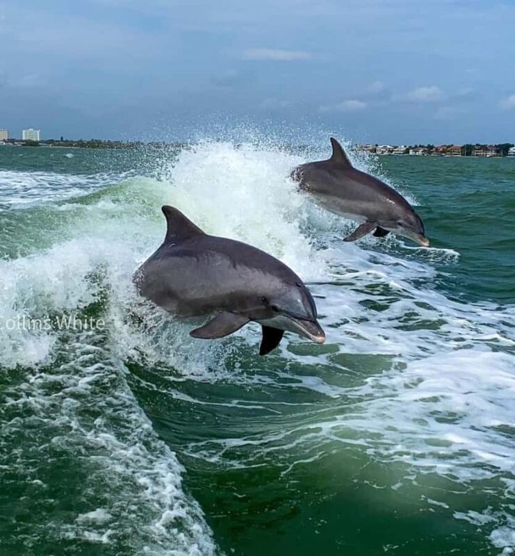 St. Pete Beach: Dolphin Racer Sightseeing Cruise - Quick Overview: What Makes This Cruise Special