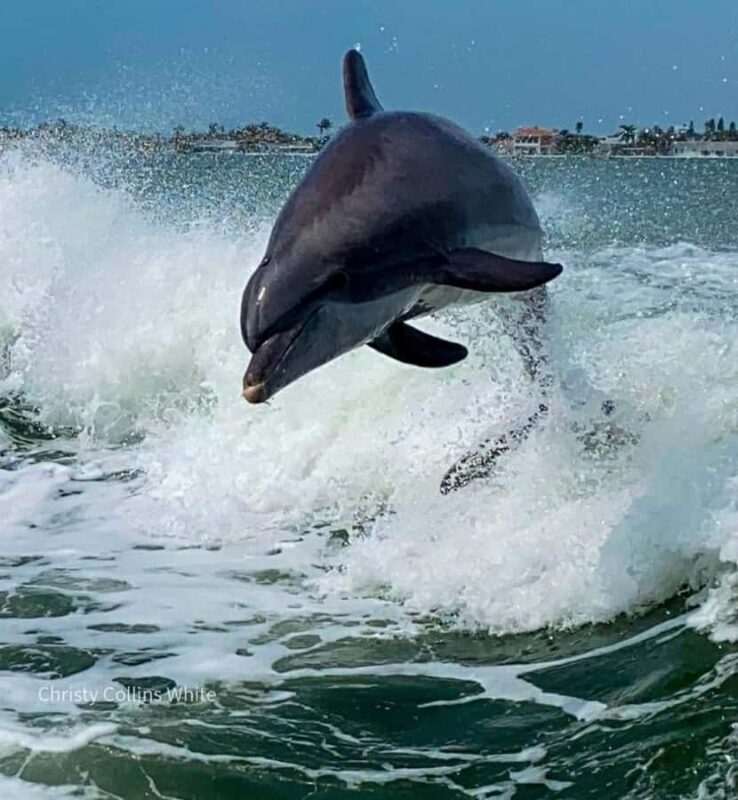 St. Pete Beach: Dolphin Racer Sightseeing Cruise - Key Points