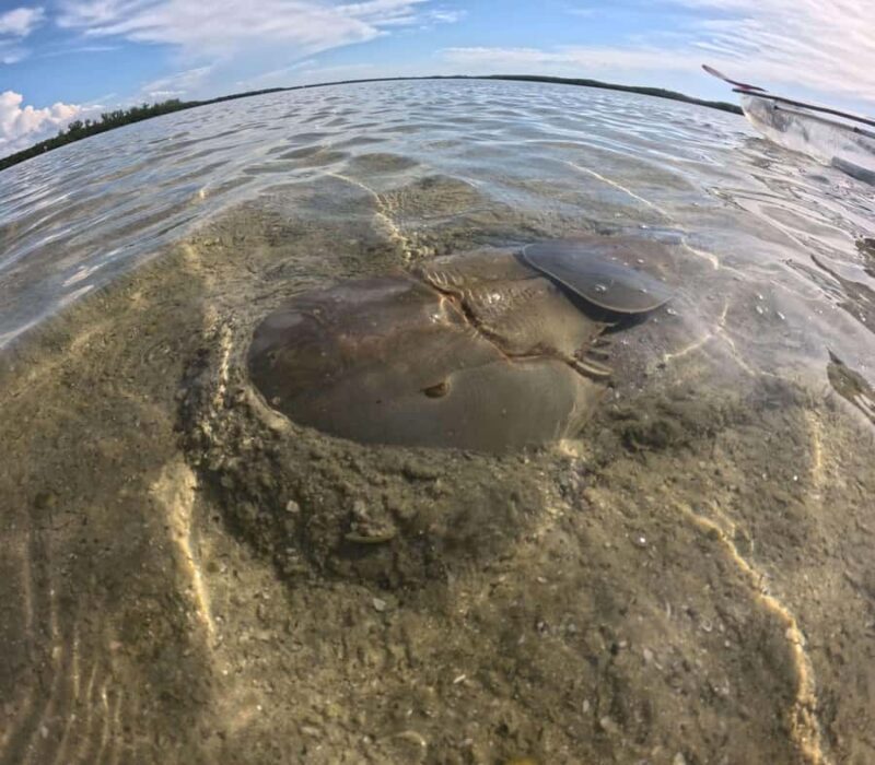 St. Petersburg: Clam Bayou Nature Preserve Clear Kayak Tour - Discovering the Hidden Wonders of Clam Bayou: A Clear Kayak Tour from St. Petersburg