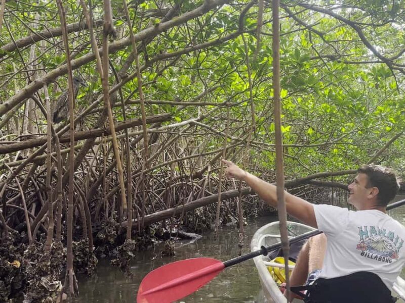 St. Petersburg: Clear Kayak Rental at Clam Bayou Nature Park - Exploring Clam Bayou with a Clear Kayak Rental: A Genuine Adventure in St. Petersburg