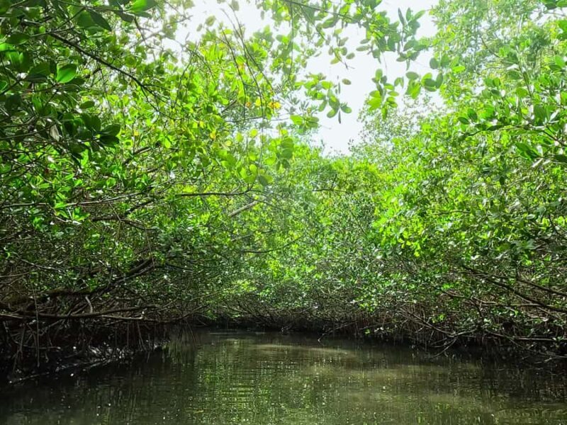 St. Petersburg: Clear Kayak Rental at Clam Bayou Nature Park - Key Points