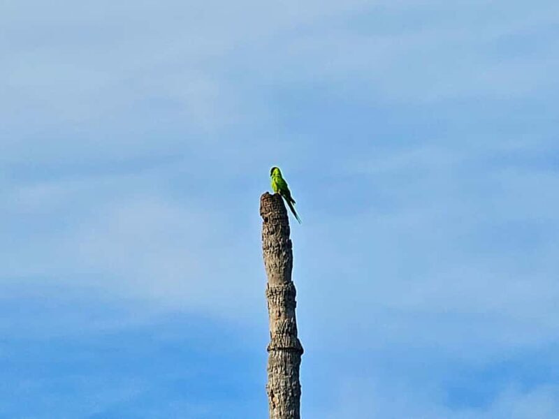 St. Petersburg: Clear Kayak Rental at Clam Bayou Nature Park - The Value of a Self-Guided Paddle