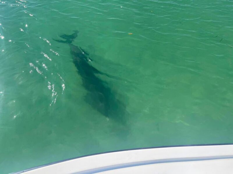 St. Petersburg, FL: 4-Hour Private Beach Tour - An in-depth look at the 4-hour private beach tour from St. Pete Beach
