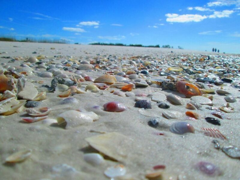 St. Petersburg, FL: 4-Hour Private Beach Tour - Final thoughts